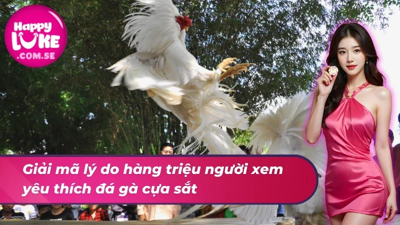 Tổng hợp ưu điểm giúp đá gà cựa sắt thu hút hàng triệu người xem